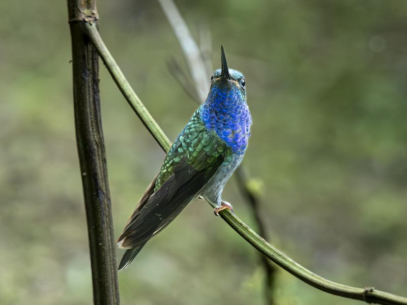 Green-backed Hillstar - ML644148543