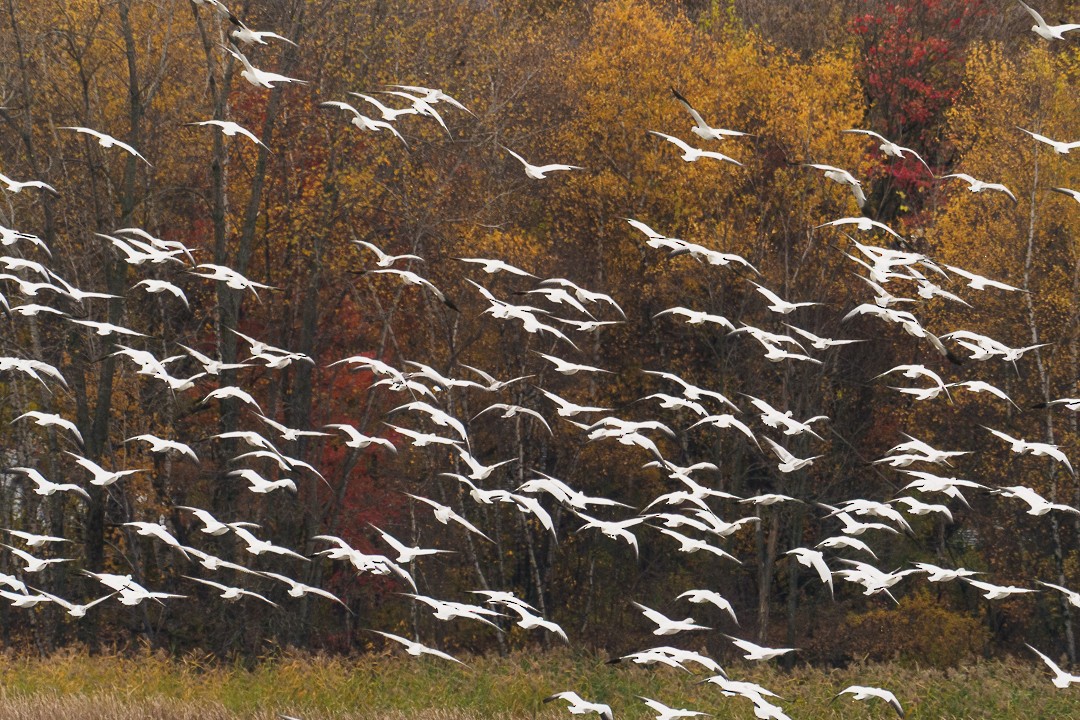 Snow Goose - ML644148557
