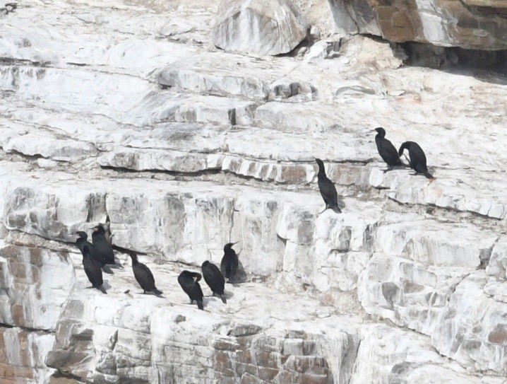 Cormoran du Cap - ML644148561