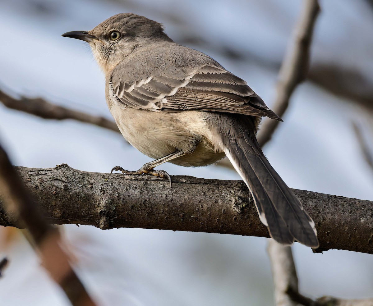 Northern Mockingbird - ML644148562