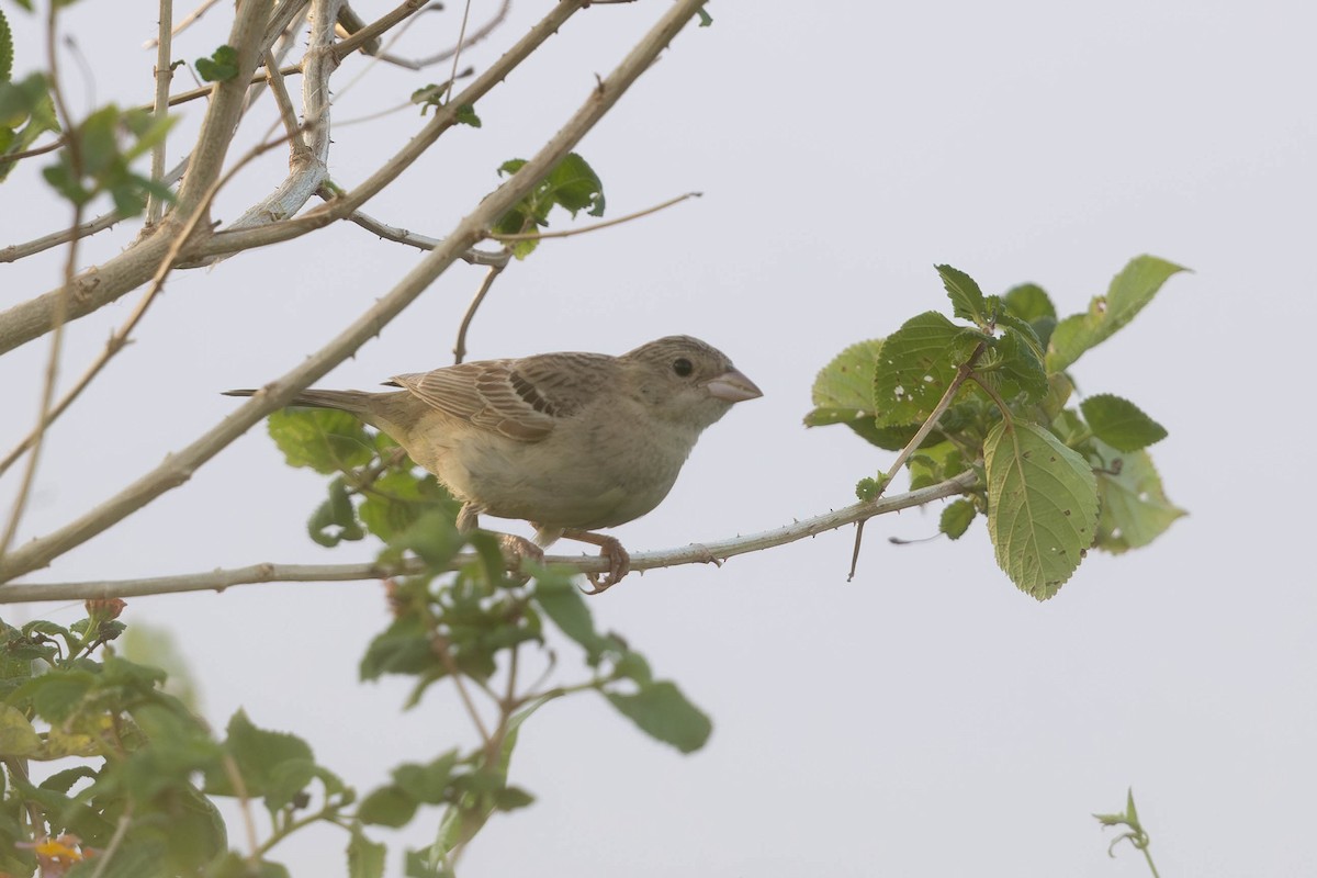 Bruant mélanocéphale - ML644148563