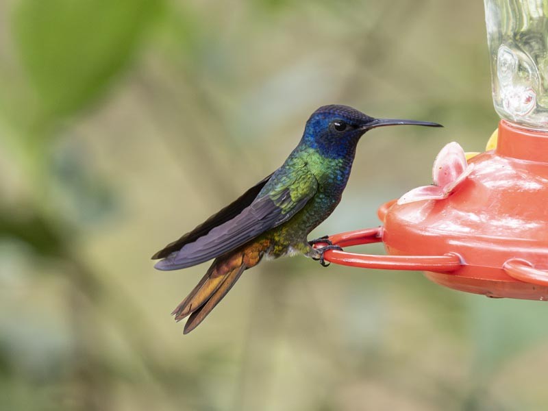 Golden-tailed Sapphire - ML644148571