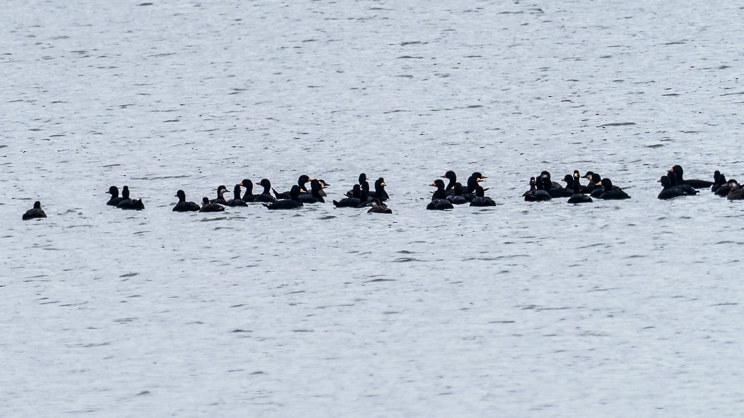 Black Scoter - ML644148572
