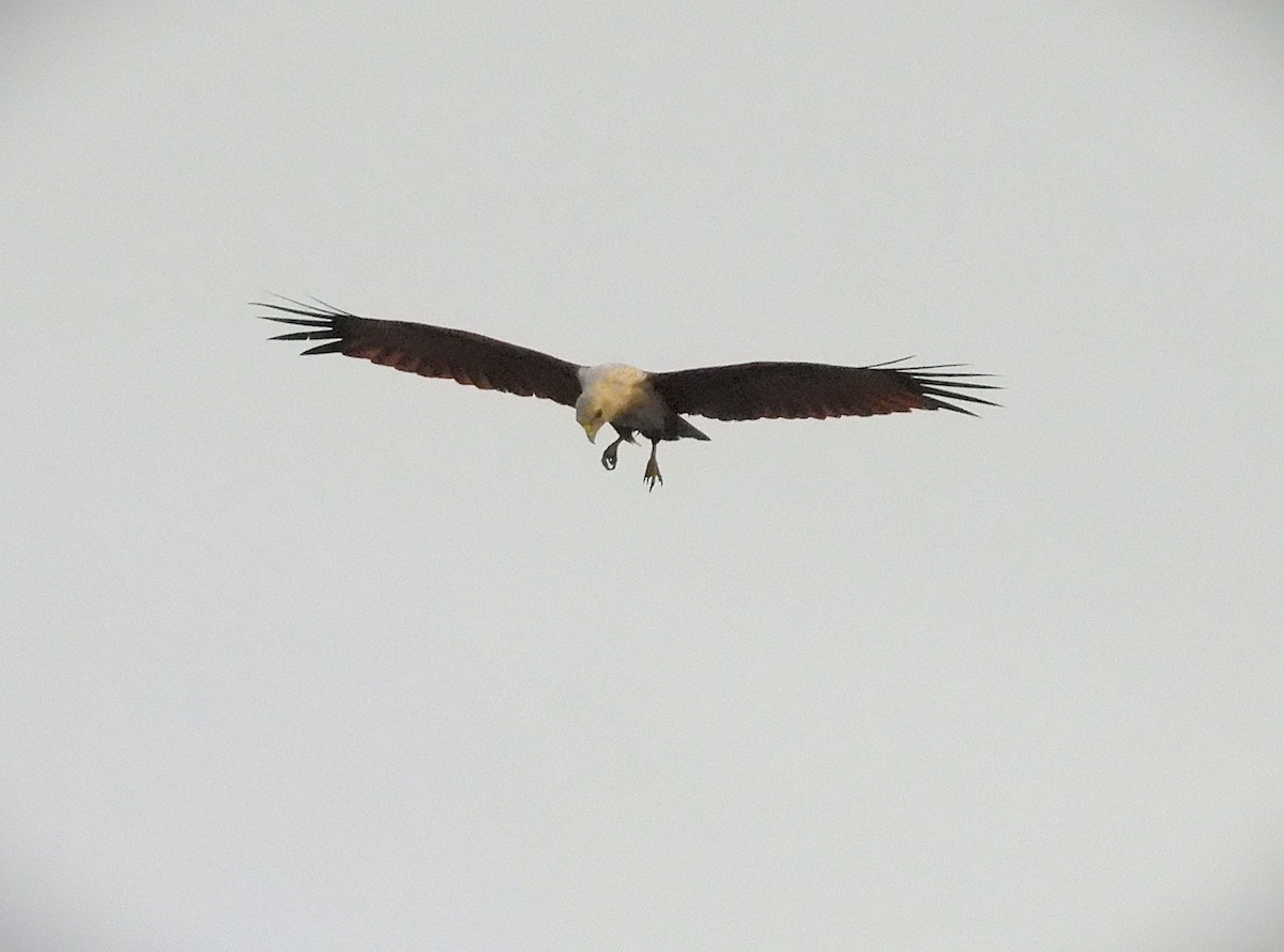 栗鳶 - ML644148574