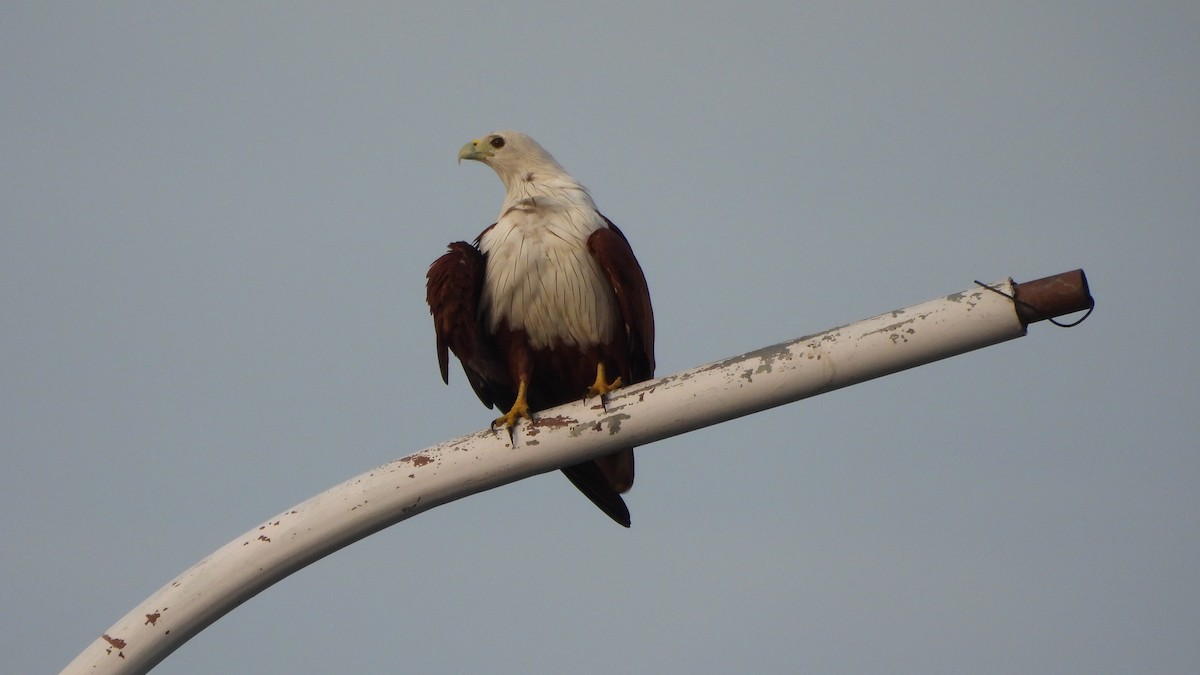 栗鳶 - ML644148575