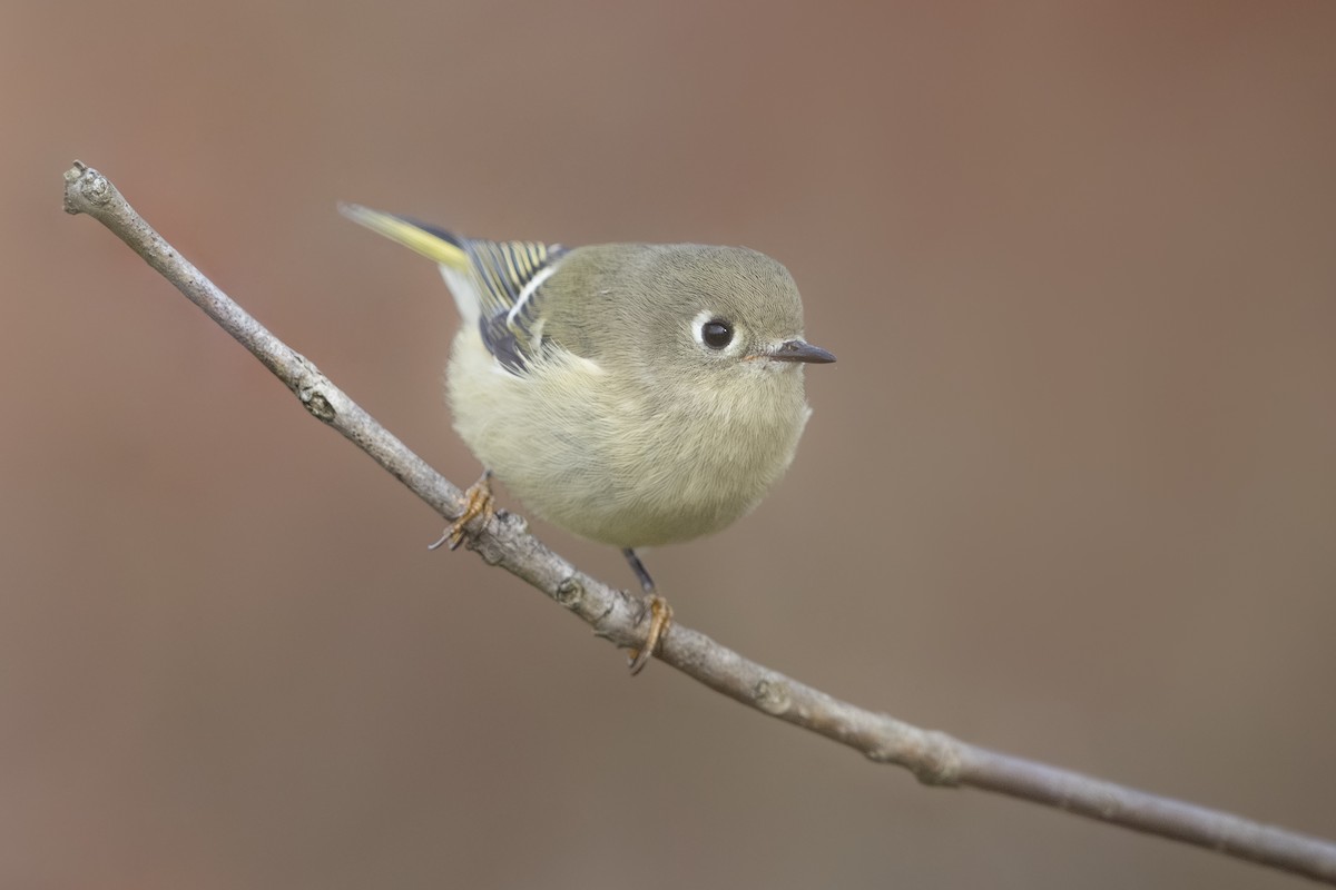 Ruby-crowned Kinglet - ML644148576
