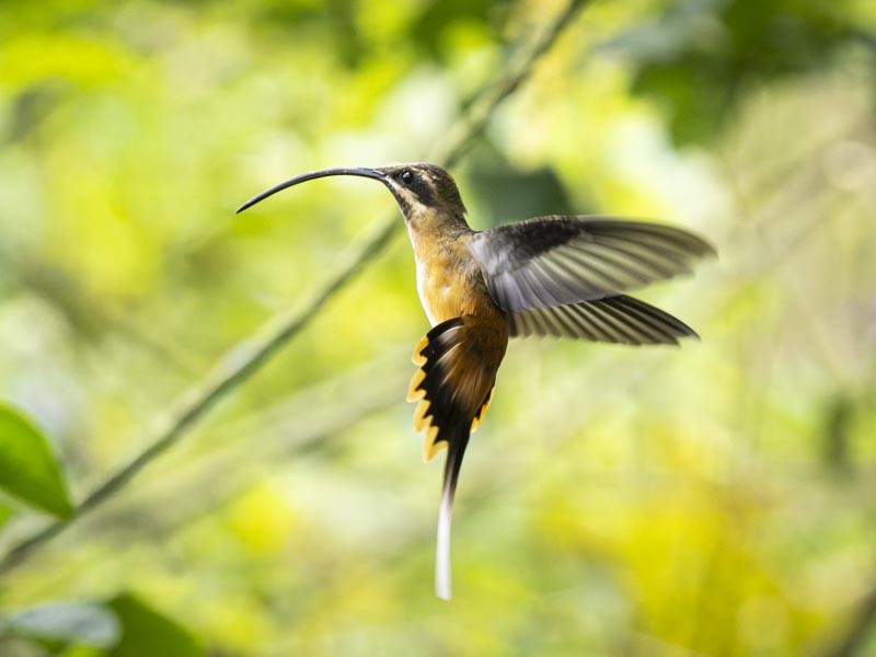 Tawny-bellied Hermit - ML644148582