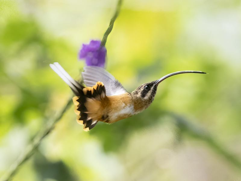 Tawny-bellied Hermit - ML644148583