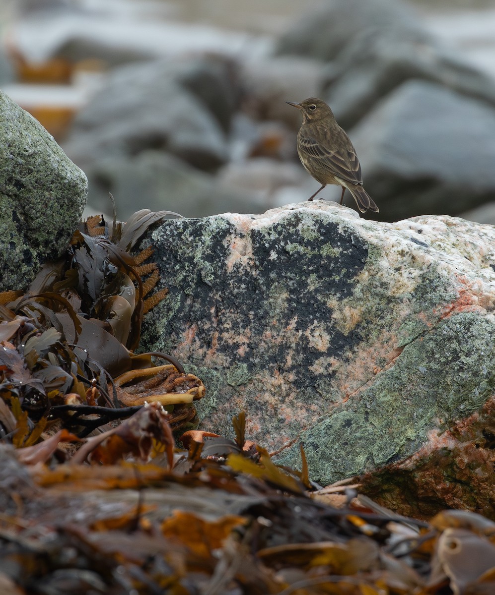 Rock Pipit - ML644148587