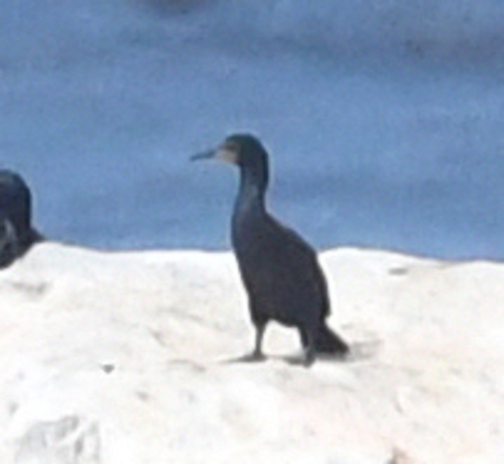 Cormoran du Cap - ML644148590