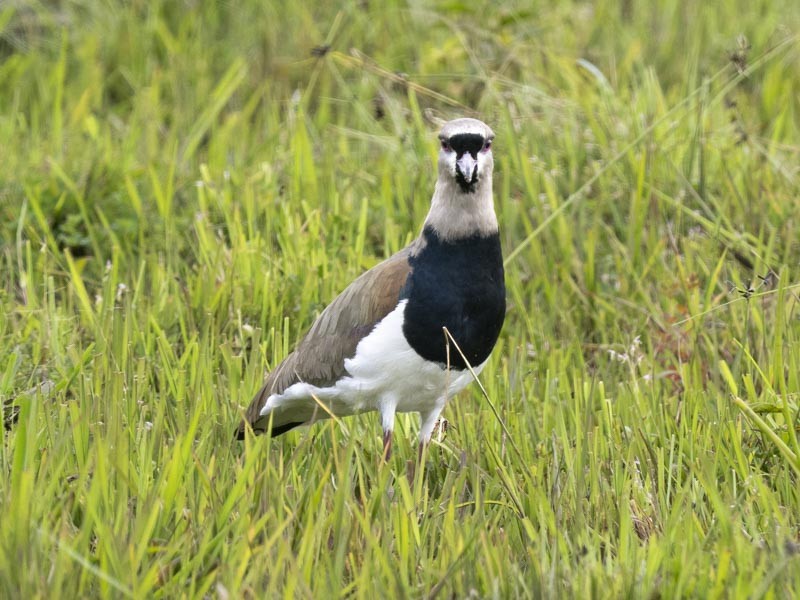 Southern Lapwing - ML644148591
