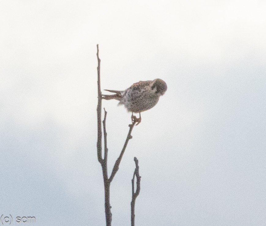 American Kestrel - ML644148596