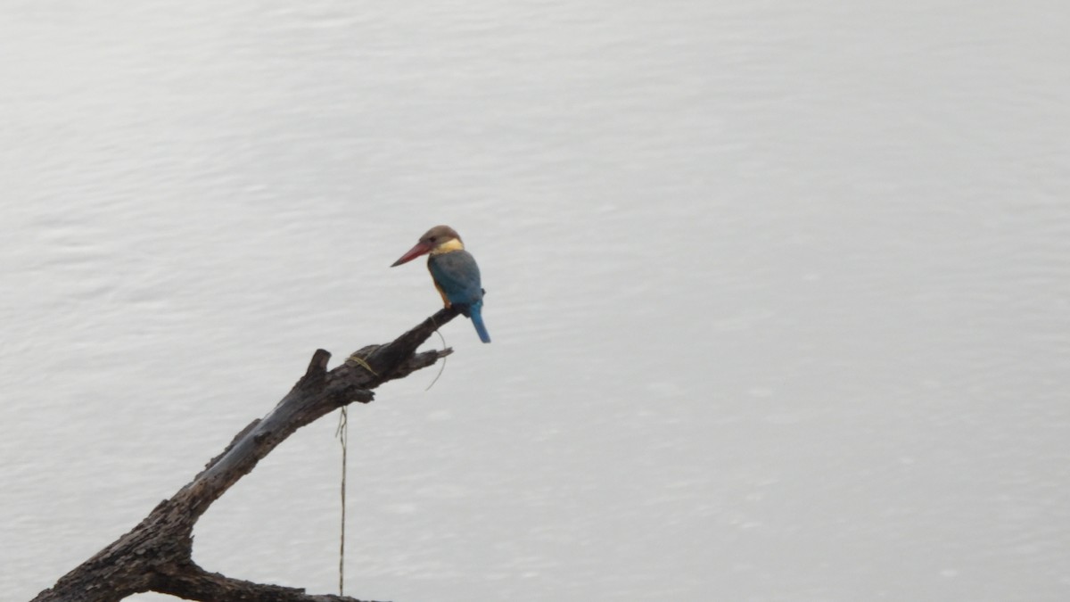 Stork-billed Kingfisher - ML644148601
