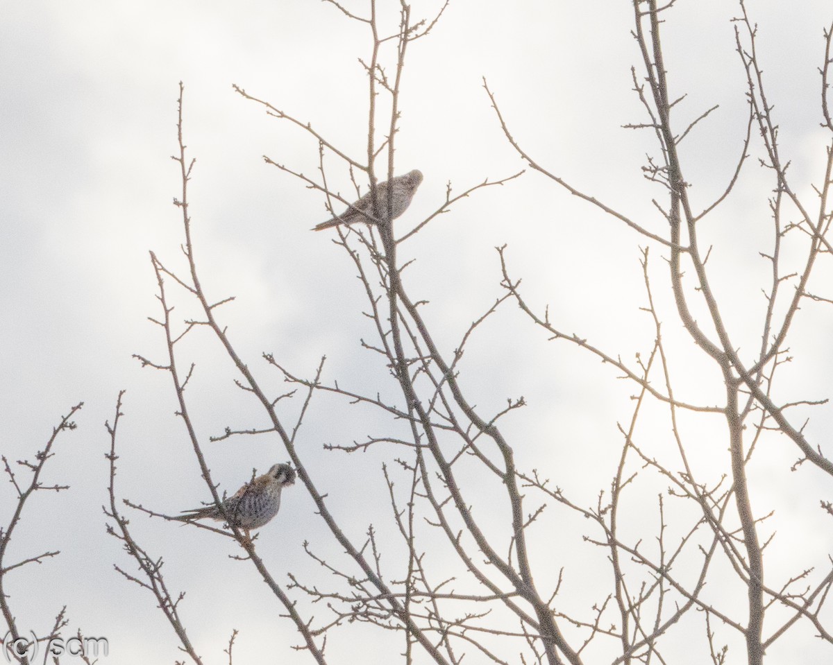 American Kestrel - ML644148602