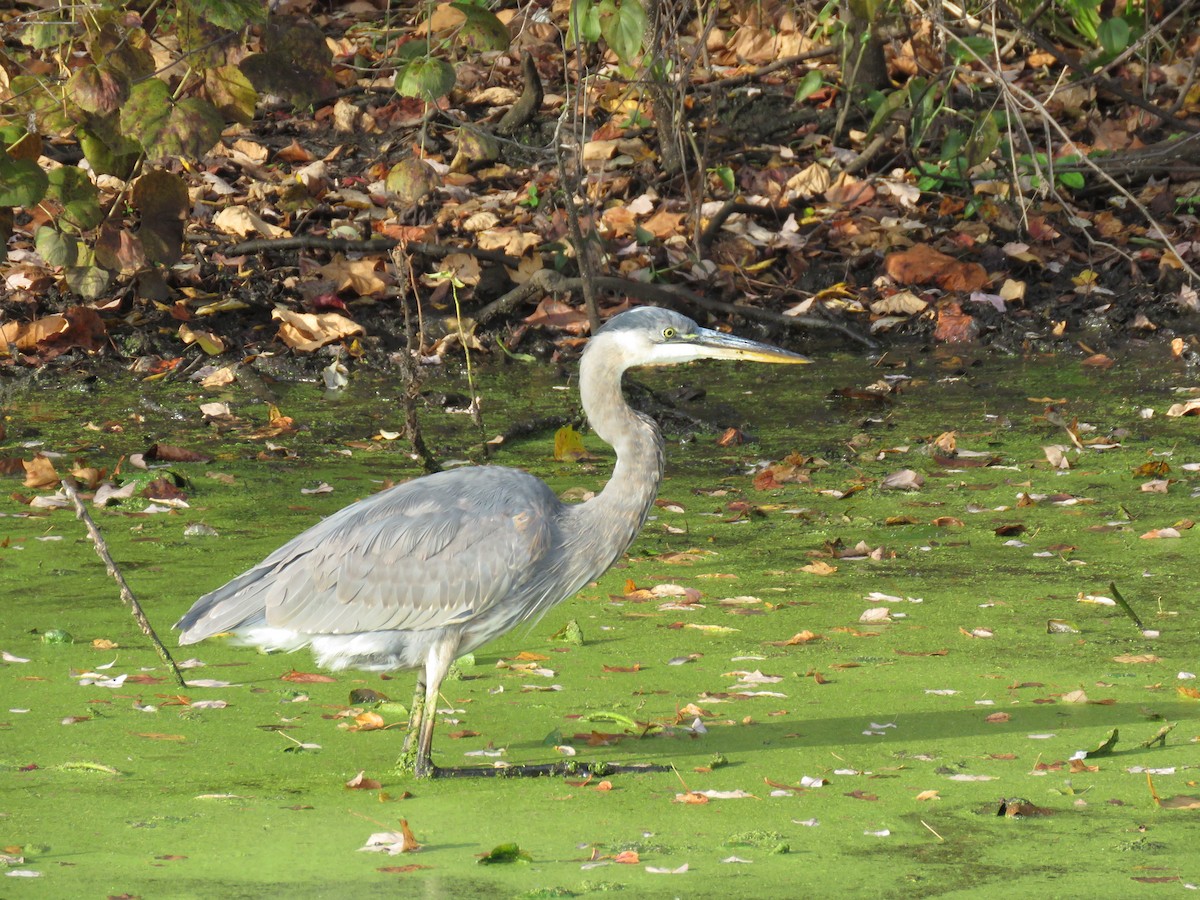 Great Blue Heron - ML644148609