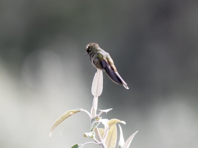 Rainbow-bearded Thornbill - ML644148618