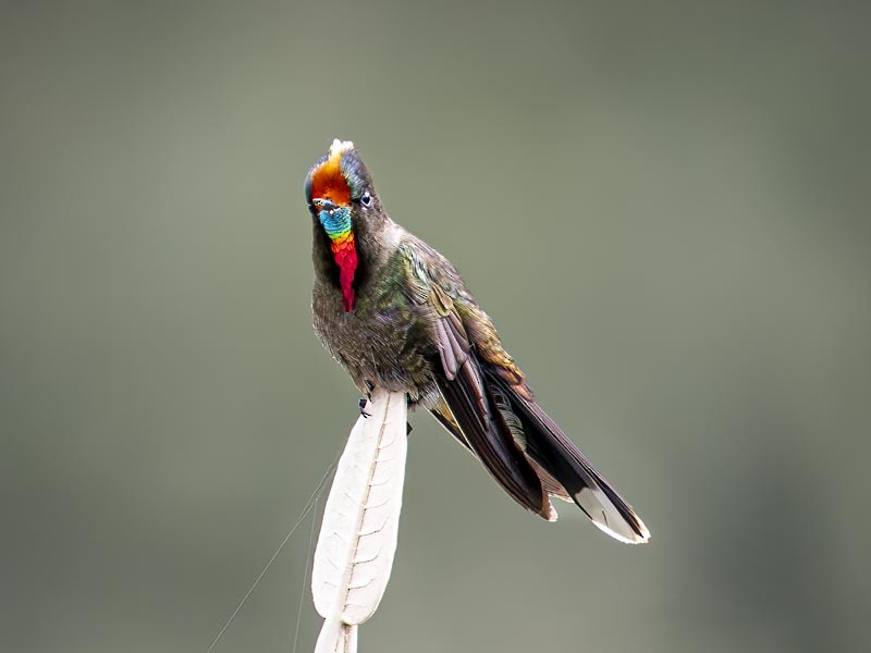 Rainbow-bearded Thornbill - ML644148619