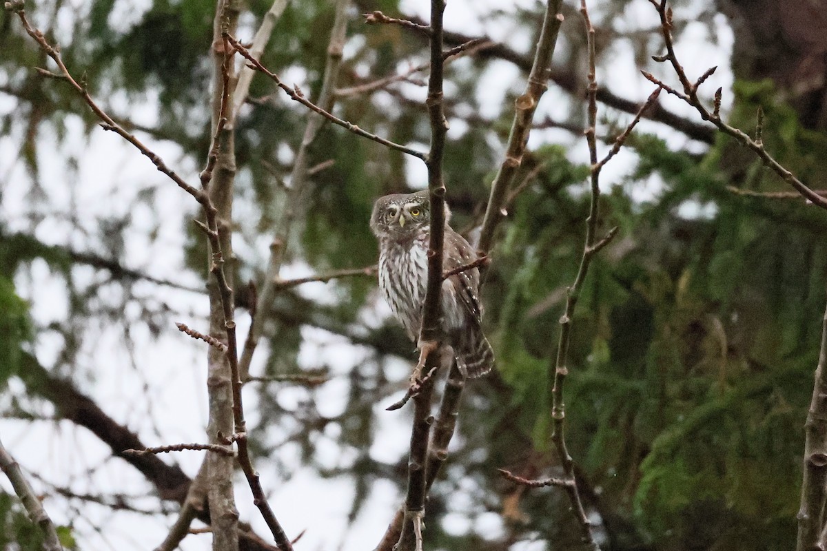 Eurasian Pygmy-Owl - ML644148623