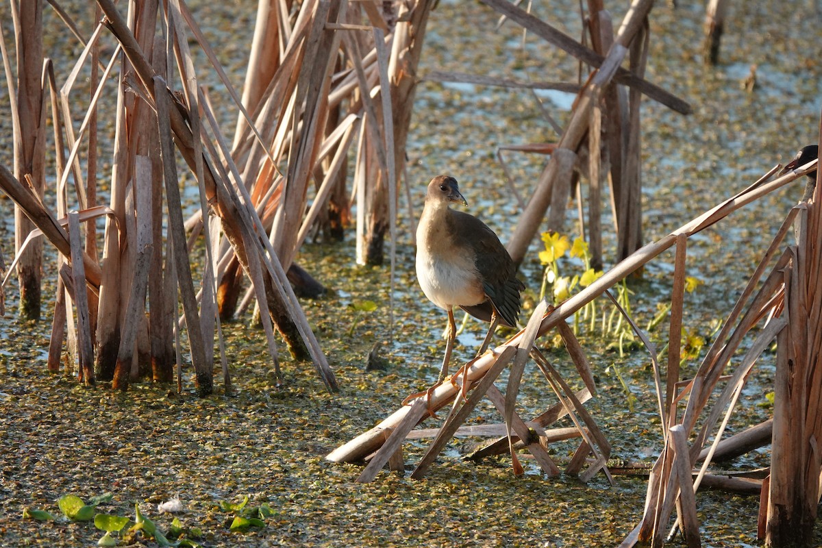 Purple Gallinule - ML644148624