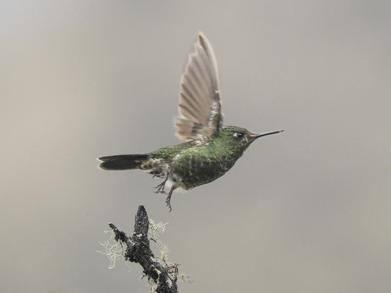 Viridian Metaltail - ML644148629