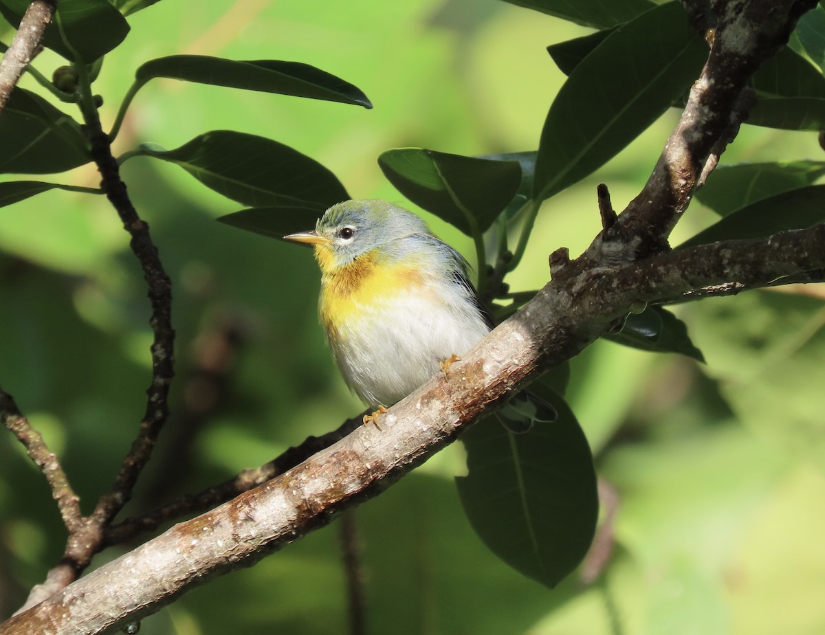 Kuzeyli Parula - ML644148632