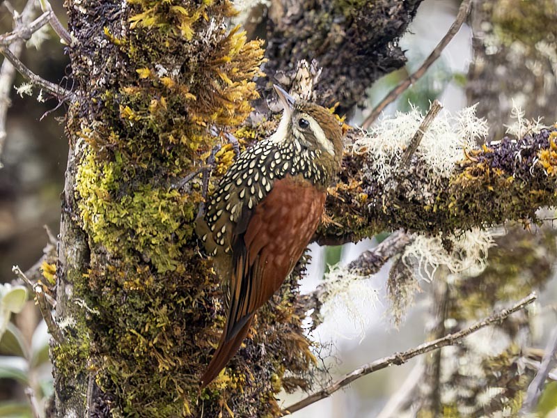 Pearled Treerunner - ML644148634