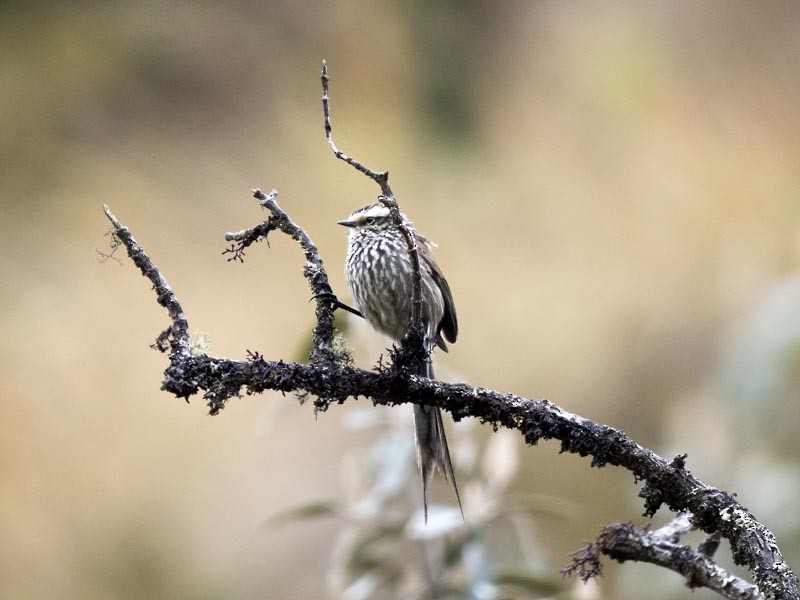 Andean Tit-Spinetail - ML644148642