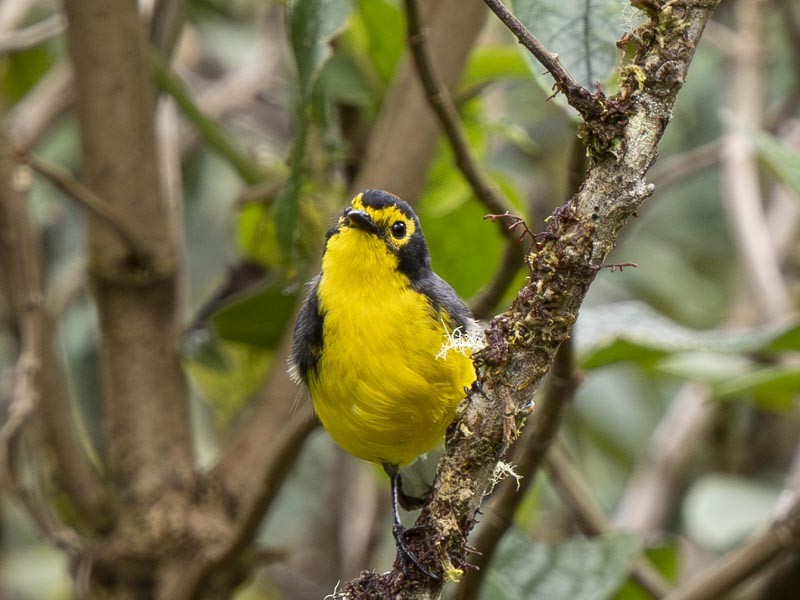 Spectacled Redstart - ML644148648