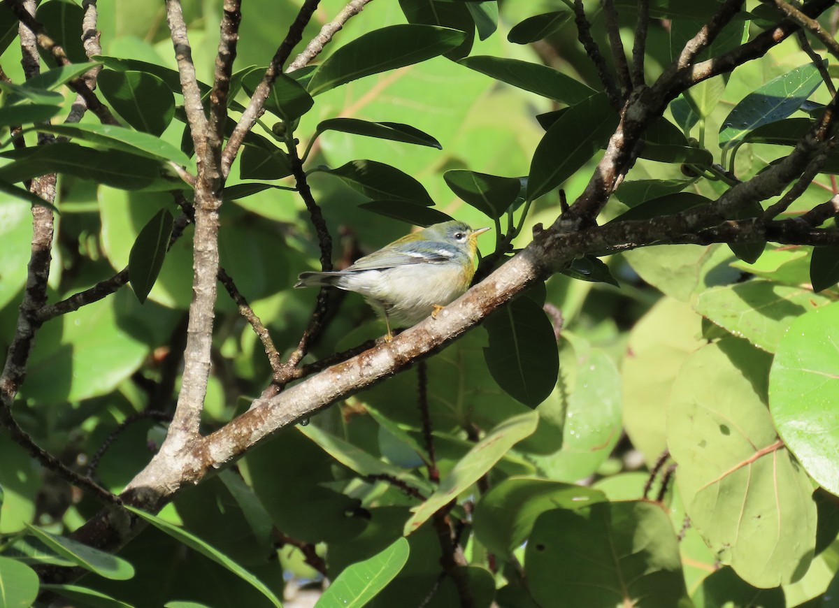 Kuzeyli Parula - ML644148652