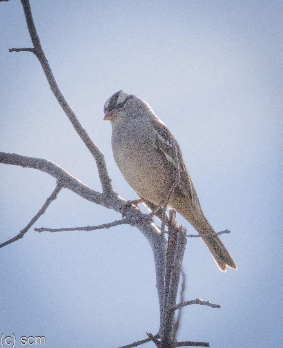 White-crowned Sparrow - ML644148658
