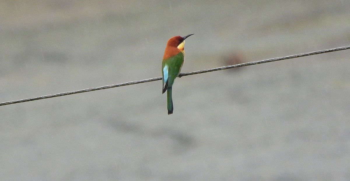 Chestnut-headed Bee-eater - ML644148663