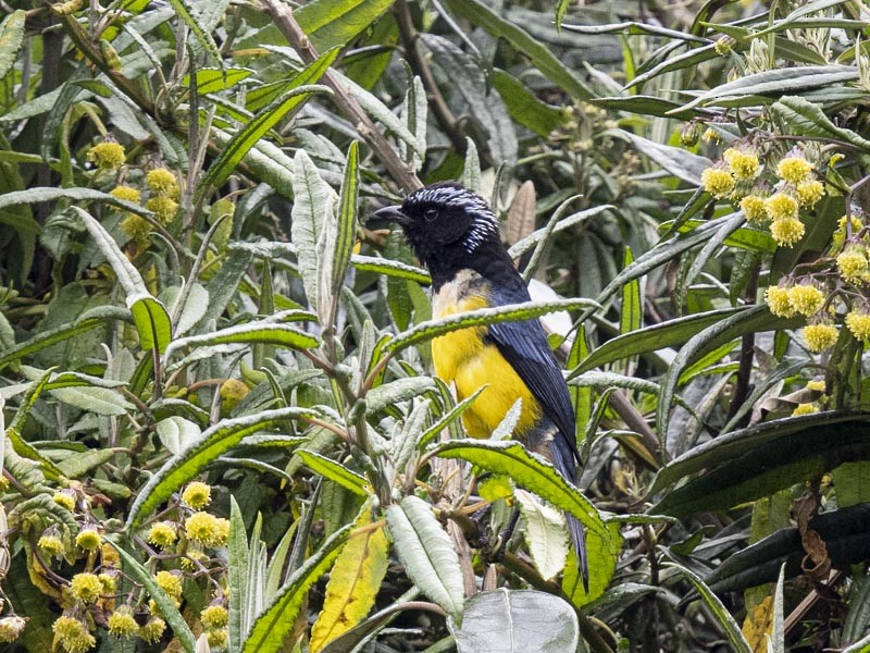 Buff-breasted Mountain Tanager (Buff-breasted) - ML644148664