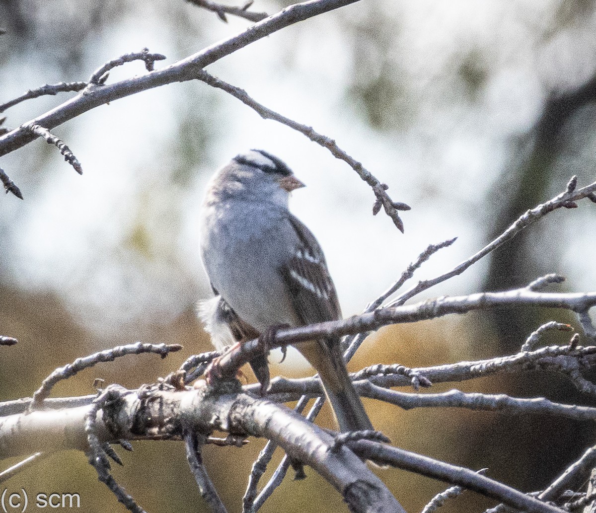 White-crowned Sparrow - ML644148665