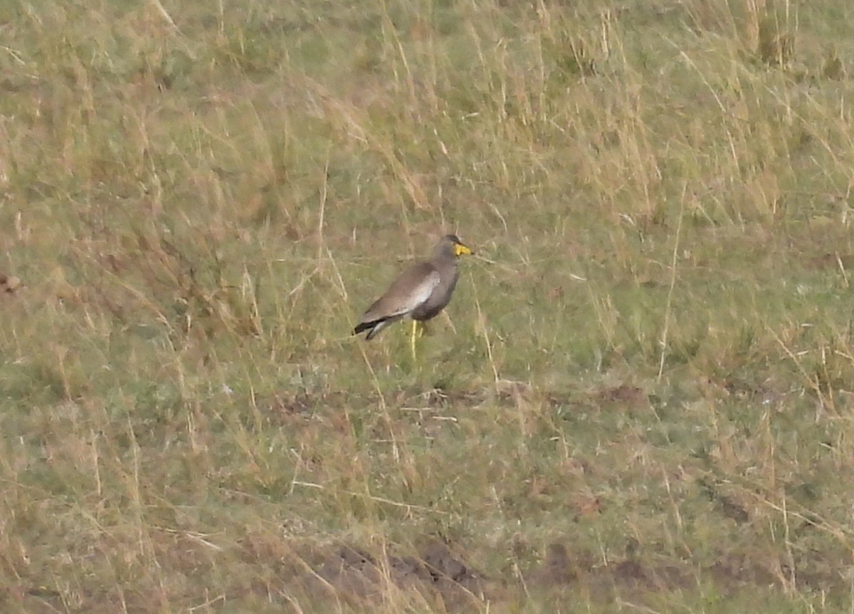 Wattled Lapwing - ML644148669