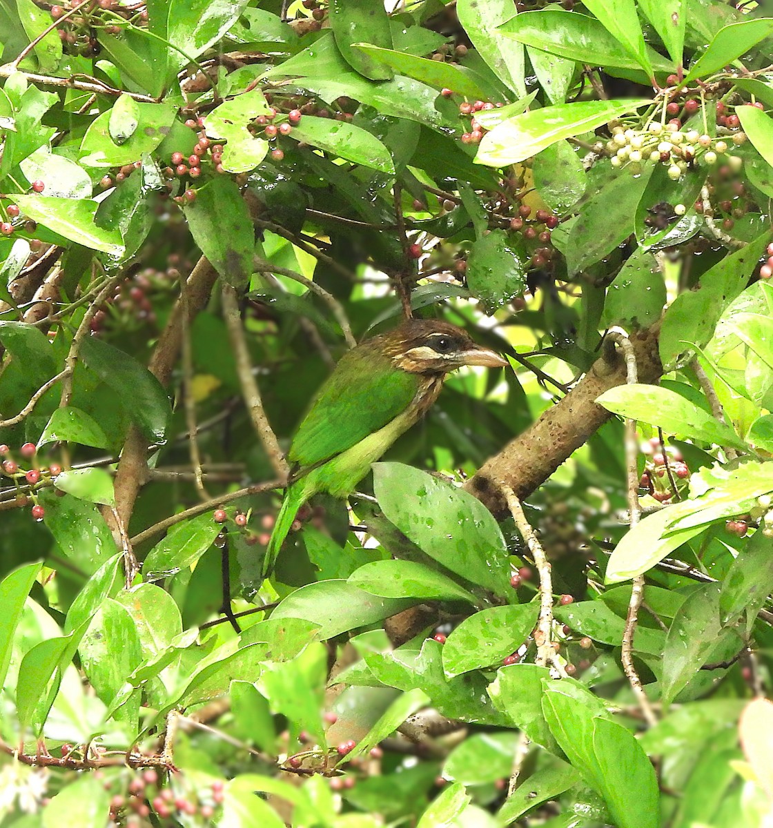 White-cheeked Barbet - ML644148671