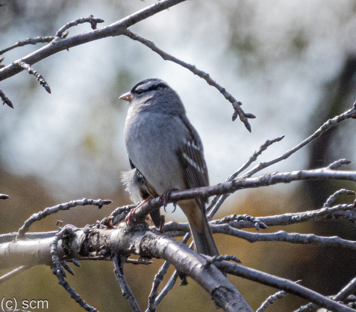 White-crowned Sparrow - ML644148673