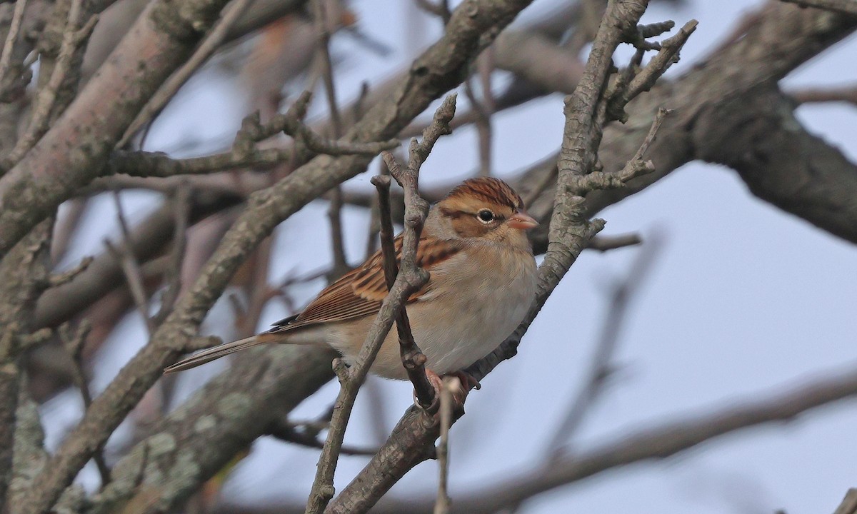 Chipping Sparrow - ML644148674