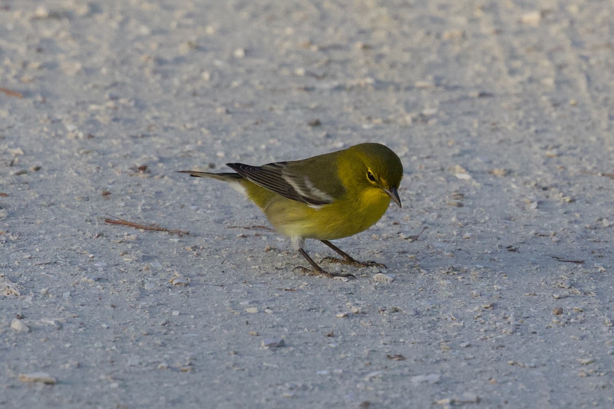 Pine Warbler - ML644148690