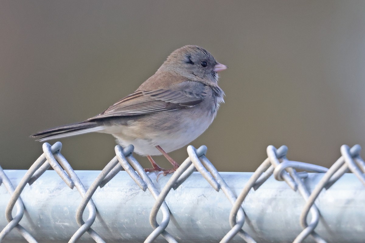 Dark-eyed Junco (Slate-colored) - ML644148693