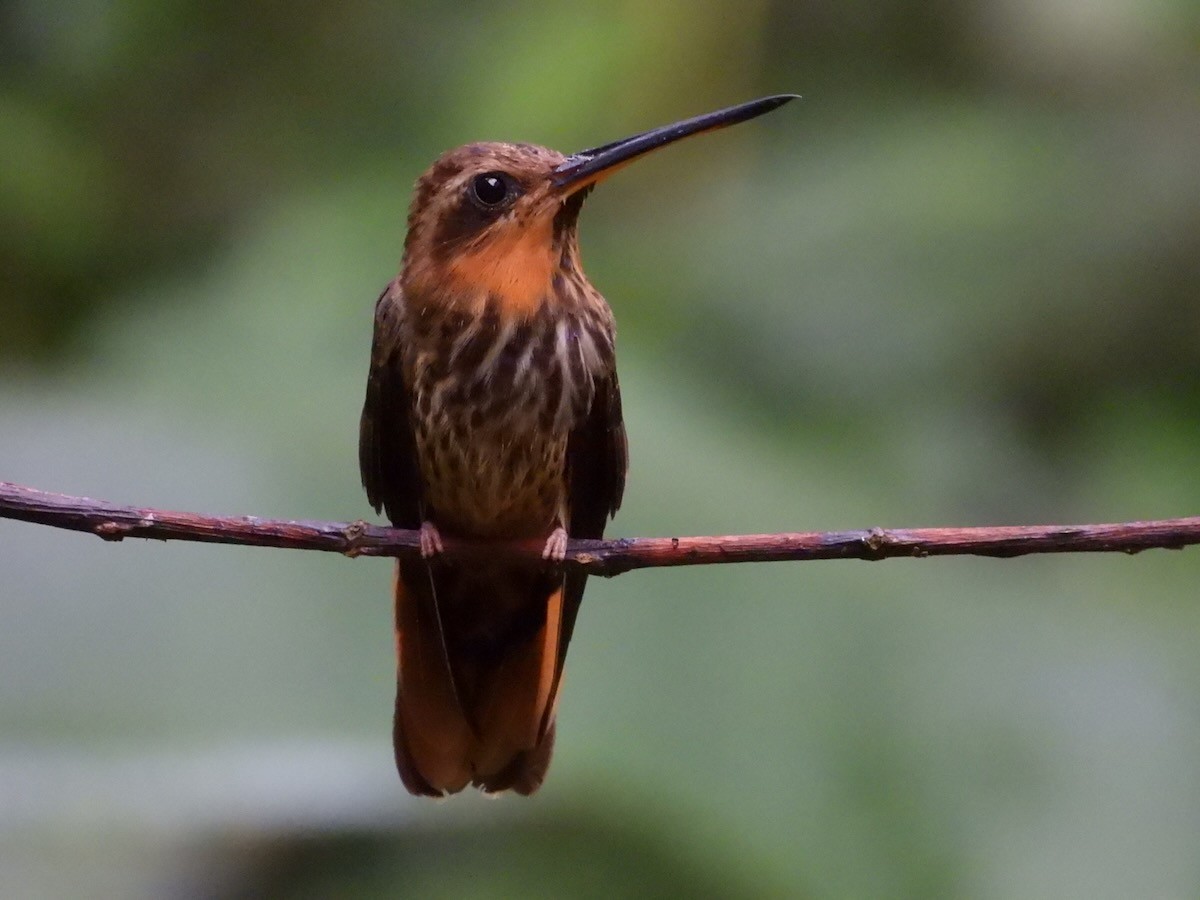 Saw-billed Hermit - ML644148722
