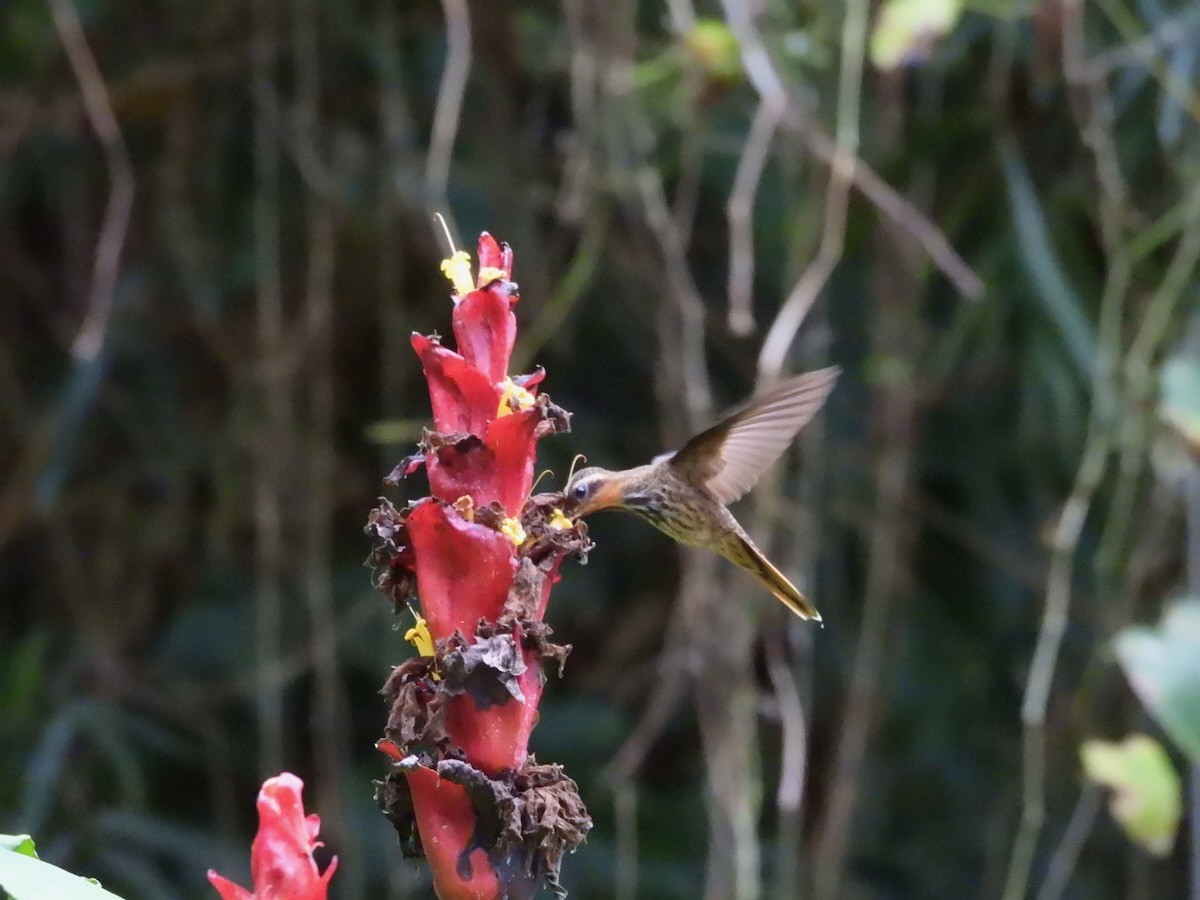 Saw-billed Hermit - ML644148723