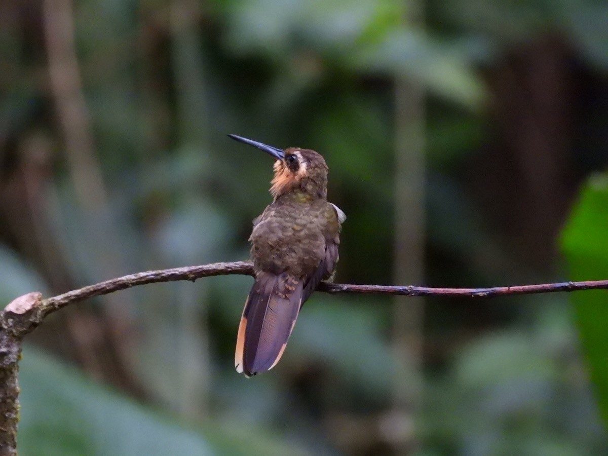 Saw-billed Hermit - ML644148724