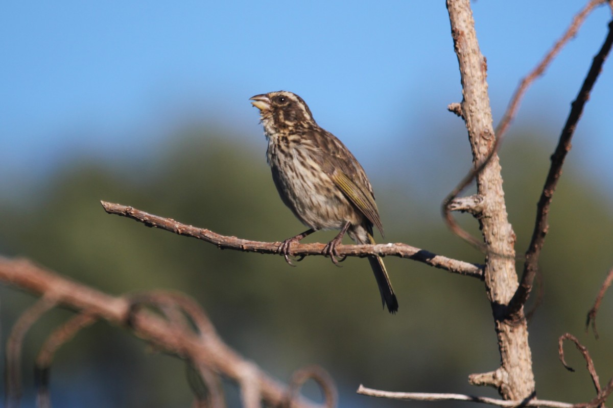 Streaky Seedeater - ML644148731
