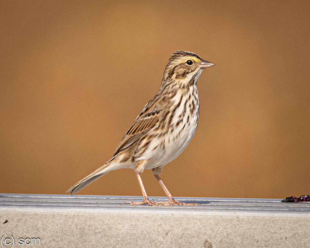 Savannah Sparrow - ML644148756