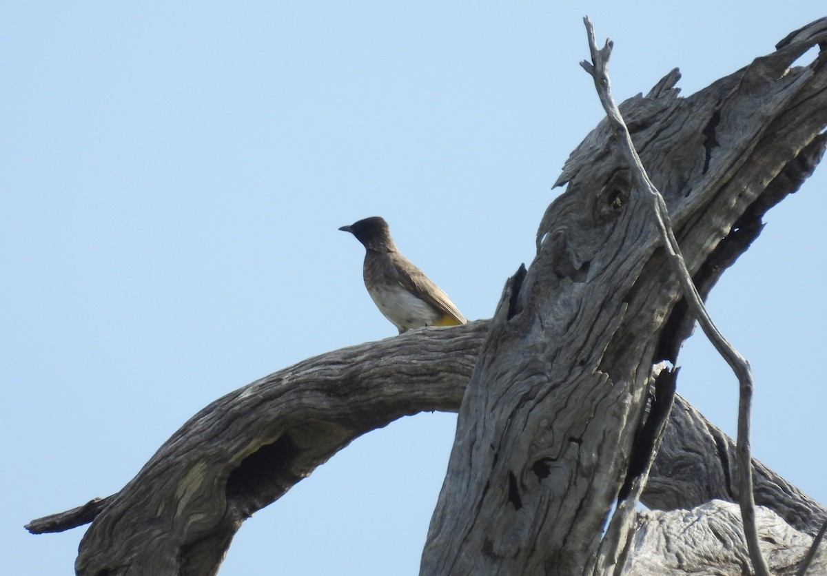 Common Bulbul - ML644148759