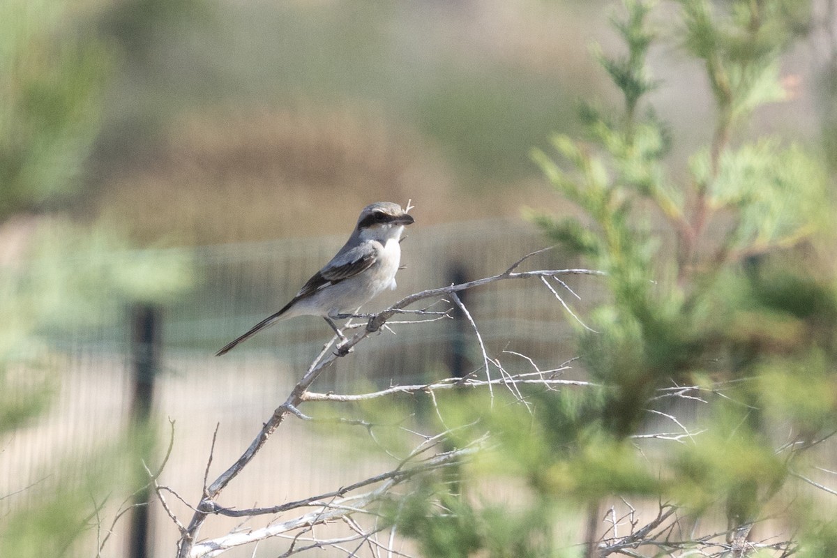 Great Gray Shrike - ML644148765