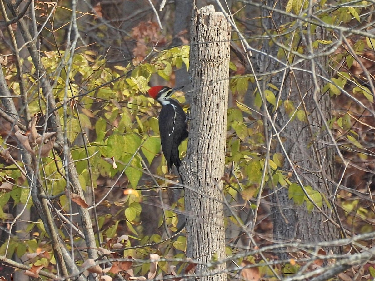 Pileated Woodpecker - ML644148766