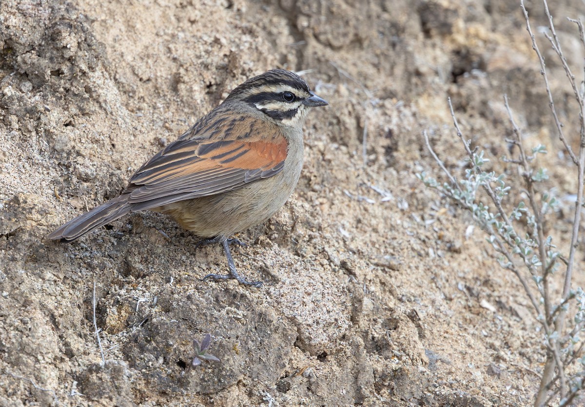 kappspurv - ML644148779