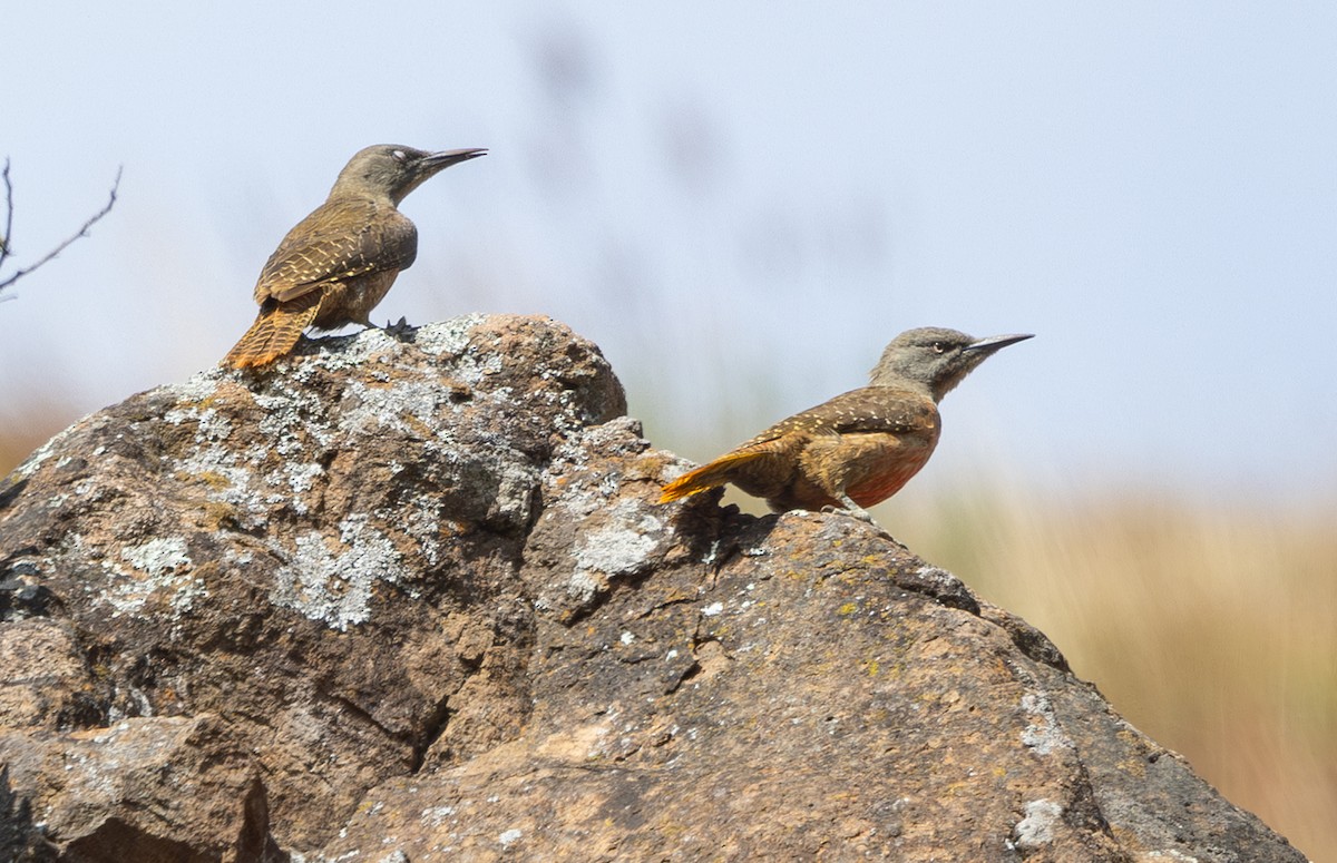 Pic laboureur - ML644148785