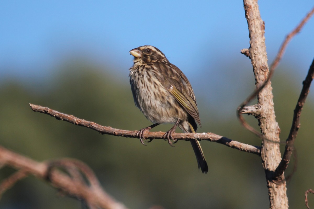 Streaky Seedeater - ML644148790
